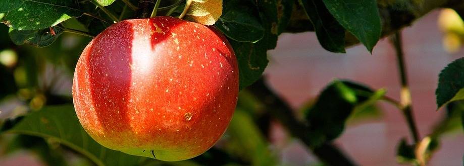 appelboom
